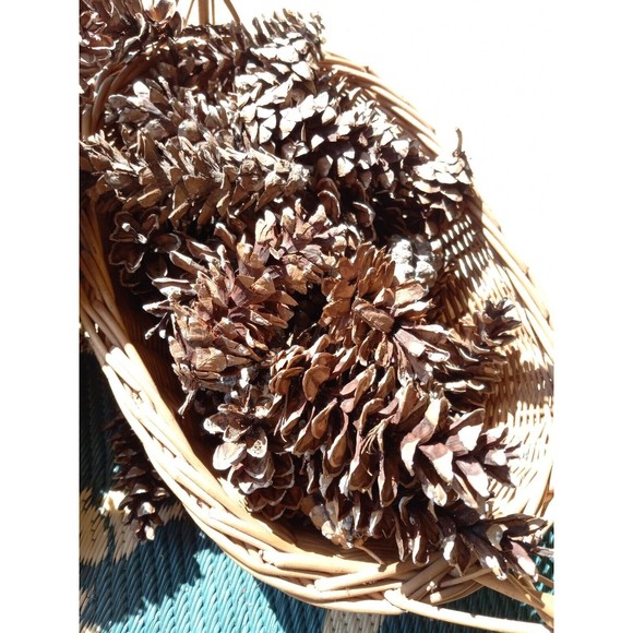 Pine Cones, White Pine, 20 count Eastern Michigan Hand picked in nature 3-7" - Picture 6 of 8